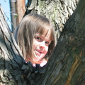 cora-in-a-tree 8947111 o