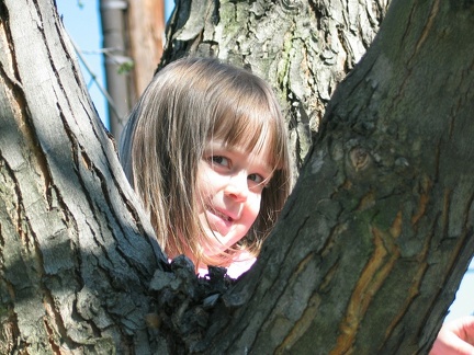 cora-in-a-tree 8947111 o