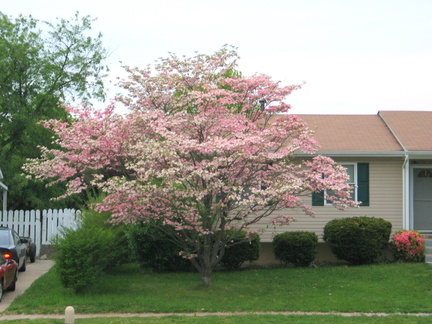 my-neighbors-cherry-tree 12720753 o