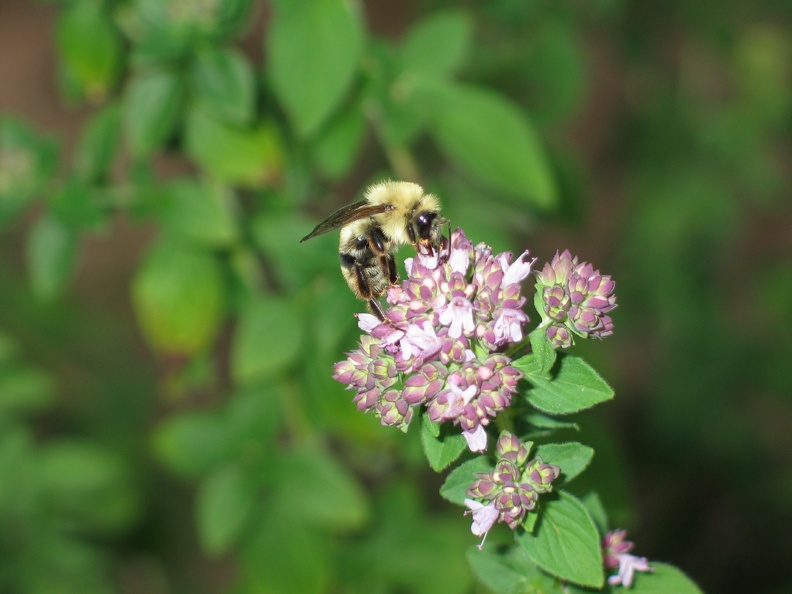 bumble-bee-on-coriander-flowers_21712305_o.jpg