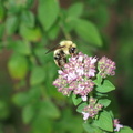 bumble-bee-on-coriander-flowers 21712305 o