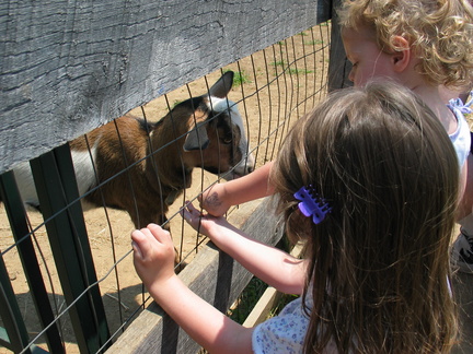 feeding-a-baby-goat 21713095 o