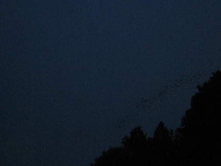a-line-of-bats-at-dusk 23352199 o