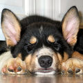 the-new-puppy-sleeps_32974388_o.jpg