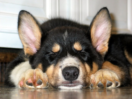 the-new-puppy-sleeps 32974388 o