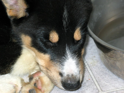 the-puppy-sleeps 31554944 o