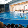 dolphin-jump---4-of-5 101028100 o