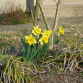 march-flowers 111582252 o