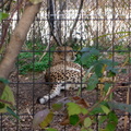 cheetah 308431652 o