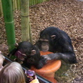 chimpanzee-baby_308432432_o.jpg