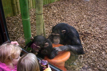 chimpanzee-baby 308432432 o