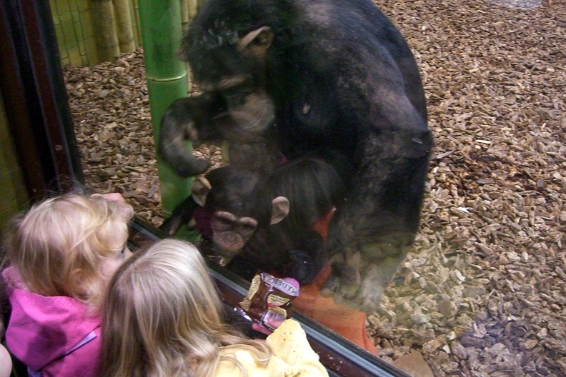 chimpanzee-baby_308432636_o.jpg