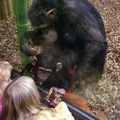 chimpanzee-baby 308432636 o
