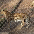 leopard 308431196 o
