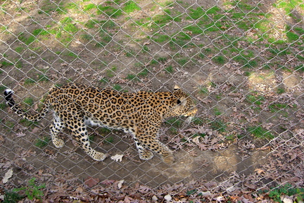 leopard 308431473 o