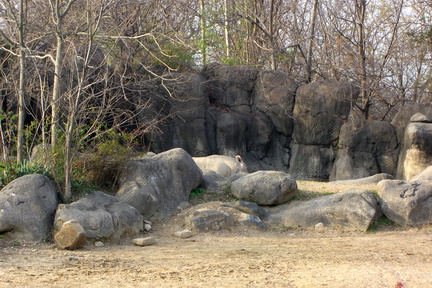 rhino-among-rocks 308420801 o