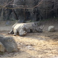 rhinos 308420005 o