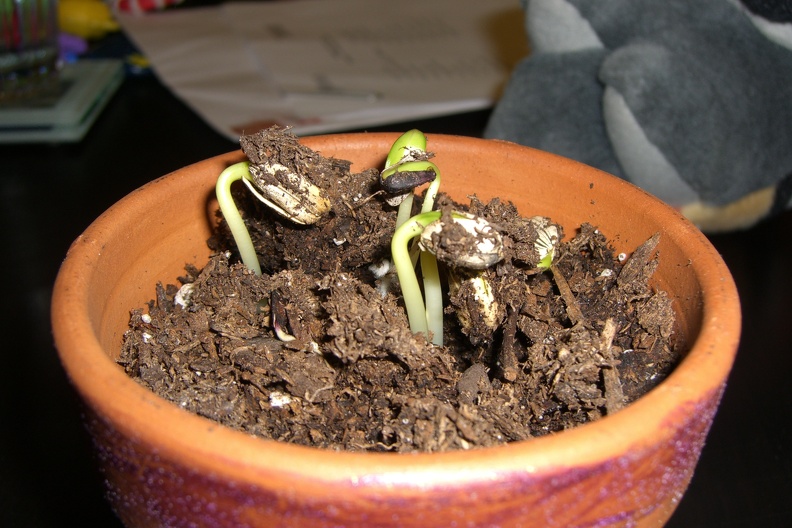 sprouts_480366700_o.jpg