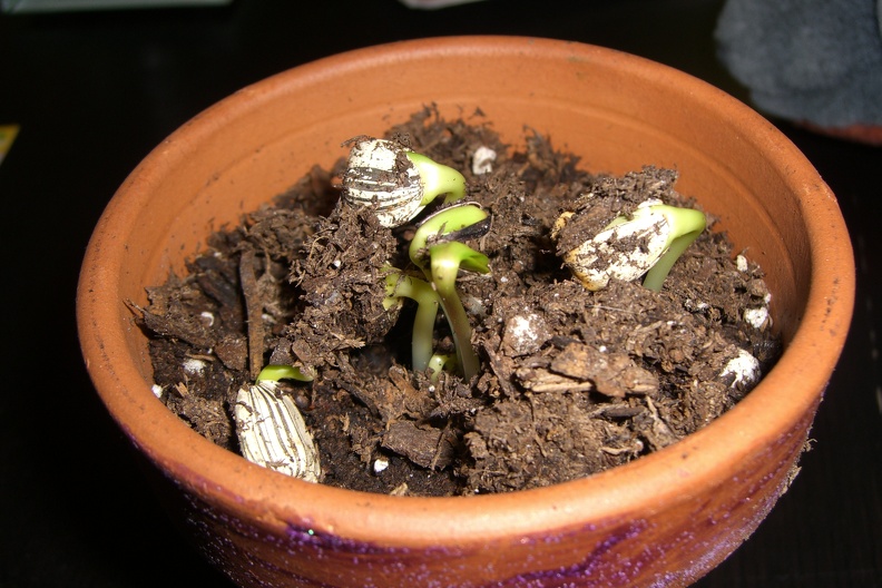 sprouts_480367320_o.jpg