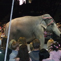 asia-the-elephant 2364277977 o