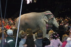 asia-the-elephant 2364277977 o