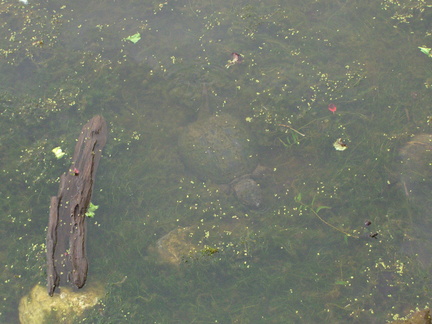submerged-turtle 2767994172 o