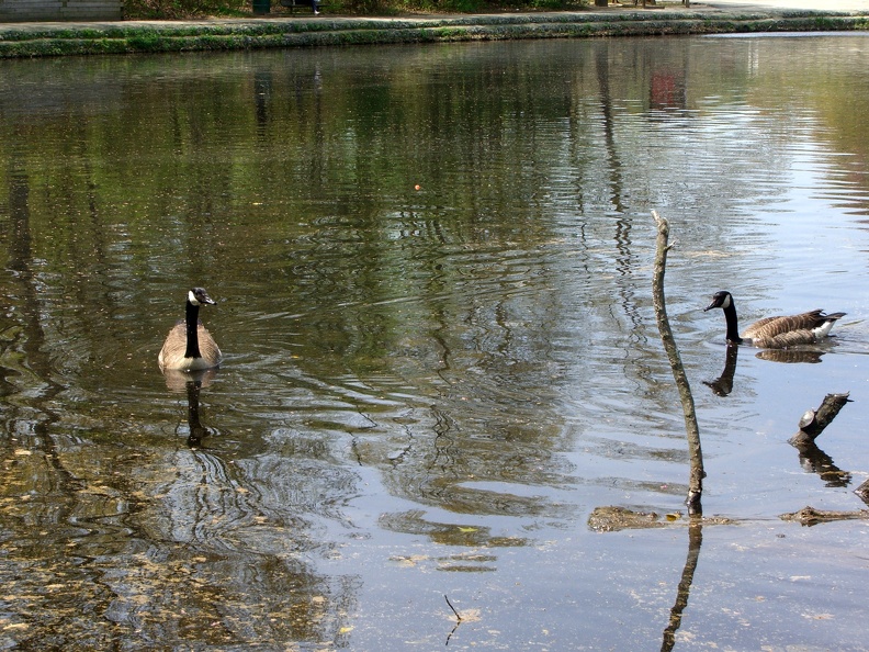 geese-and-turtle_3483580093_o.jpg