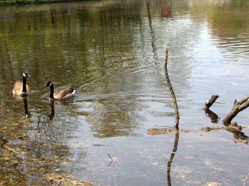 geese-and-turtle_3484395884_o.jpg