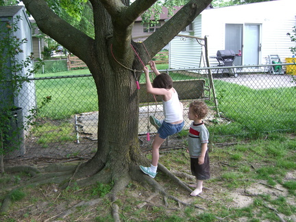 climbing-the-tree 3561828698 o