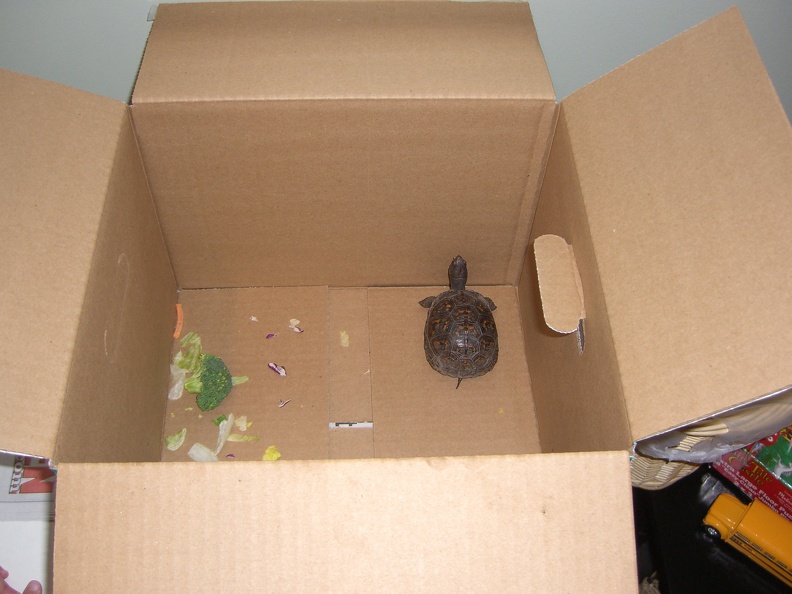 we-caught-a-turtle_3592523271_o.jpg