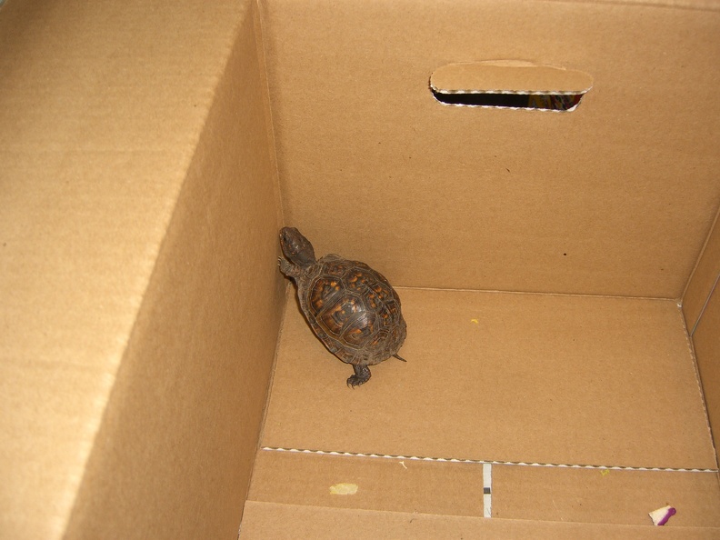 we-caught-a-turtle_3592524395_o.jpg