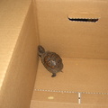we-caught-a-turtle 3592524395 o