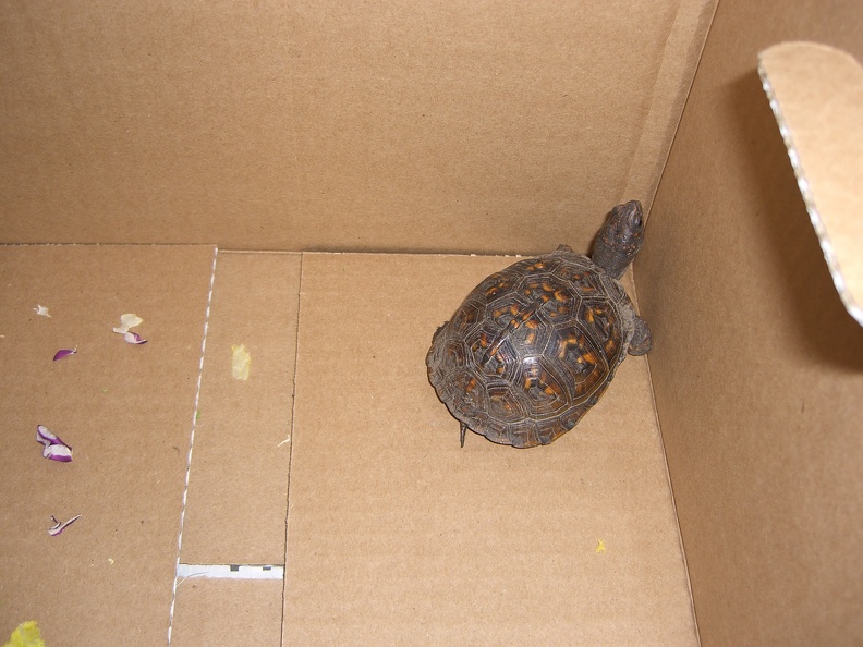 we-caught-a-turtle_3592525741_o.jpg