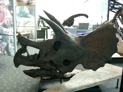 triceratops 3724006382 o