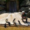 blowing-bubbles-for-the-penguins_3856379593_o.jpg