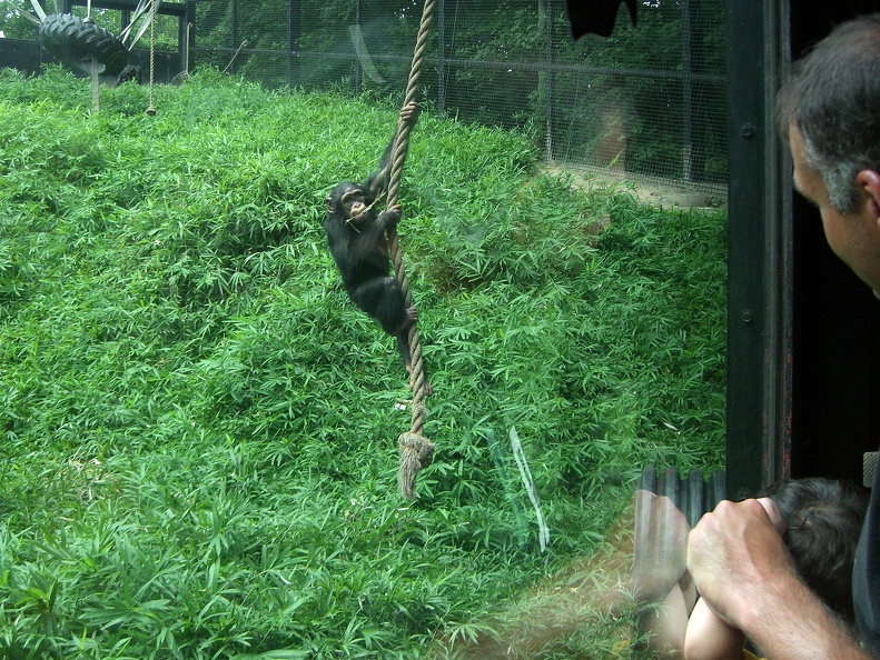 chimpanzee_3856405137_o.jpg