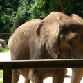 mama-elephant 3857172484 o