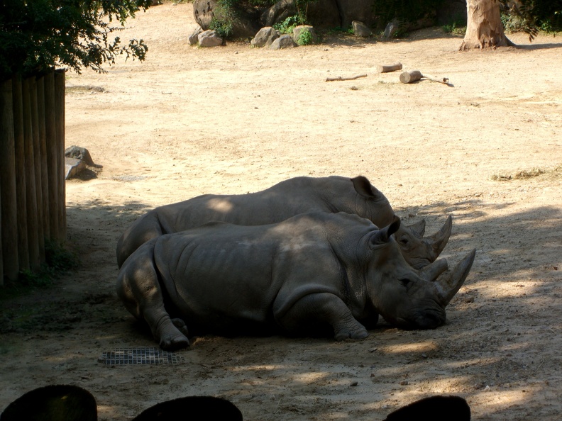 rhinoceros-x-2_3857164826_o.jpg