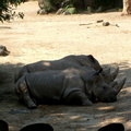 rhinoceros-x-2 3857164826 o