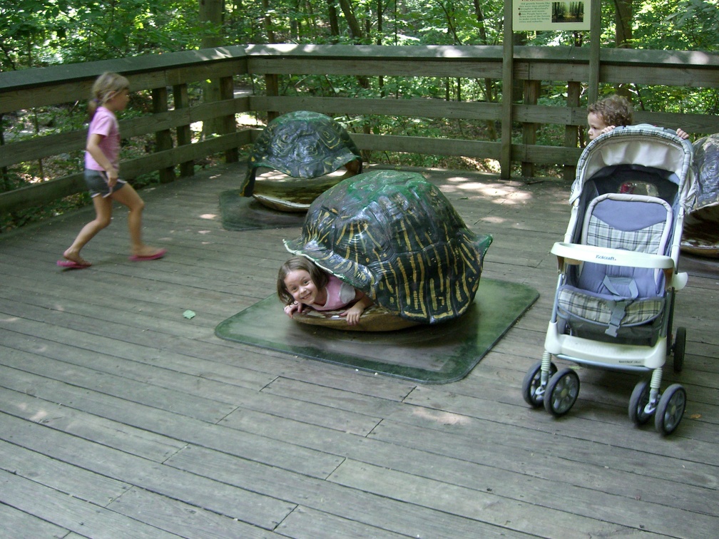tortoise-shell 3857230016 o