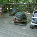 tortoise-shell 3857230016 o