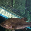 bass-pro-fish-tank 3879535783 o