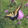 butterfly-in-the-shenandoah-national-park 3899665391 o
