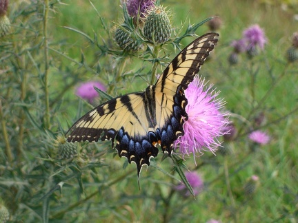 butterfly-in-the-shenandoah-national-park 3899665391 o