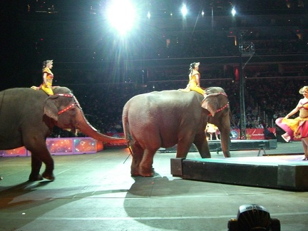 circus-elephants 4448886047 o