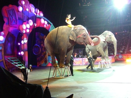 circus-elephants 4449662558 o