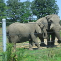 elephant-offspring 4873606815 o