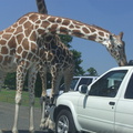 giraffe-peering-thru-sunroof 4874219866 o