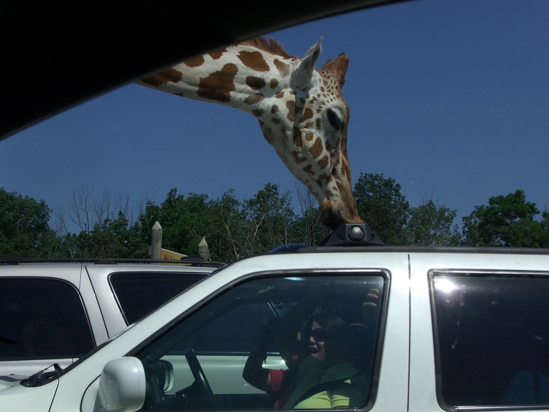 giraffe-peering-thru-sunroof_4874220450_o.jpg