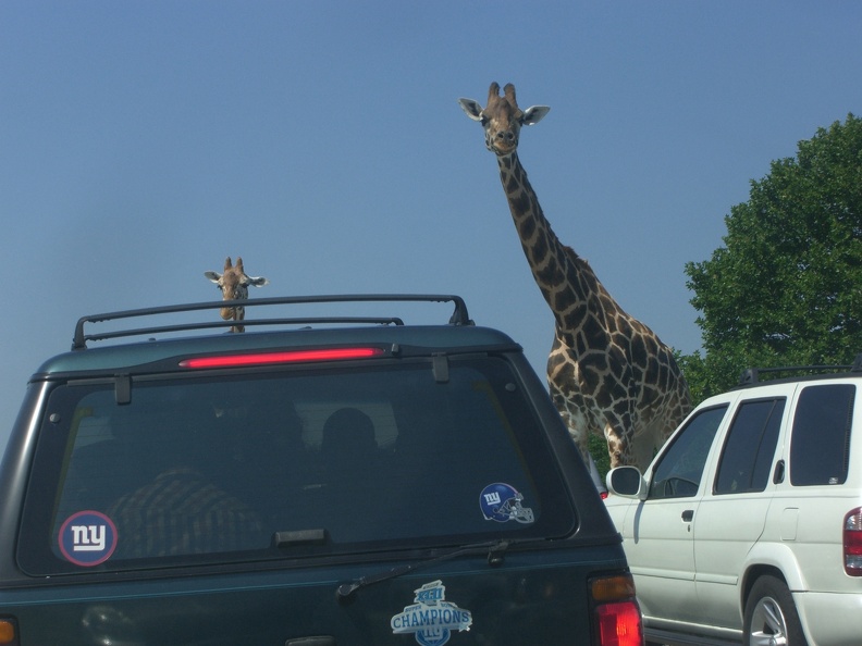 giraffes-blocking-traffic_4873607303_o.jpg